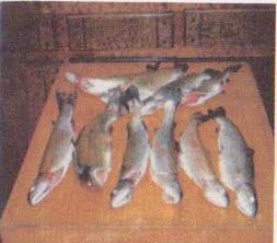 fishinglogo2.jpg
